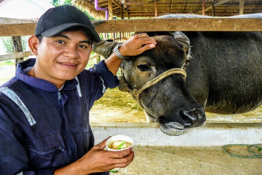 Laos Buffalo Dairy travel with laos tour package